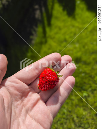 Hand holding a freshly picked strawberry outdoors, symbolizing a backyard harvest from a private urban plot. Hand holding a freshly picked strawberry outdoors, symbolizing a backyard harvest from a private urban plot. 140091234