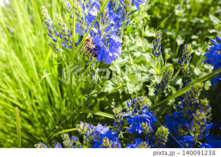 Honey bee pollinating blue veronica flowers, highlighting biodiversity and raising awareness about global bee disappearance. 140091238
