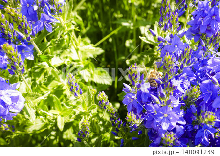 Honey bee pollinating blue veronica flowers, highlighting biodiversity and raising awareness about global bee disappearance. 140091239