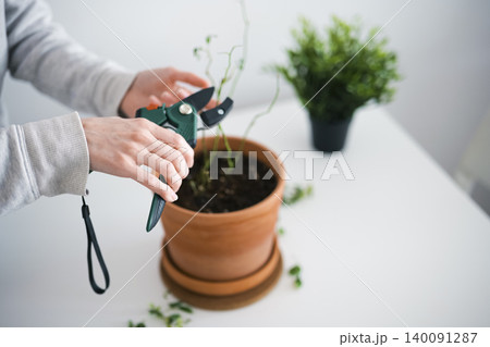 A hand using a green gardening shears to prune a potted houseplant, reflecting small space gardening suited for urban living. 140091287
