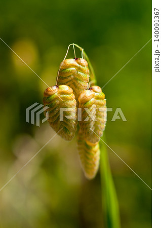 小判草 小判草 140091367