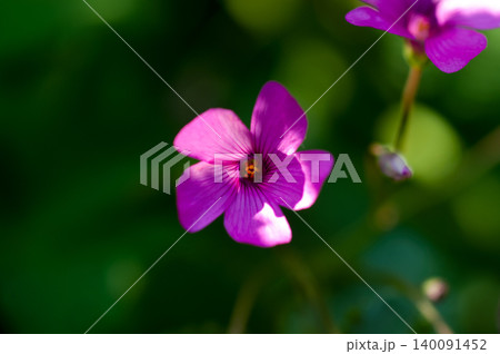 芋片喰(いもかたばみ)の花 芋片喰(いもかたばみ)の花 140091452