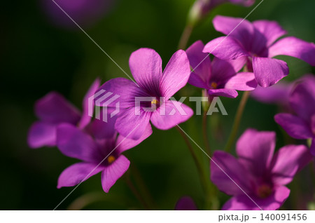 芋片喰(いもかたばみ)の花 芋片喰(いもかたばみ)の花 140091456