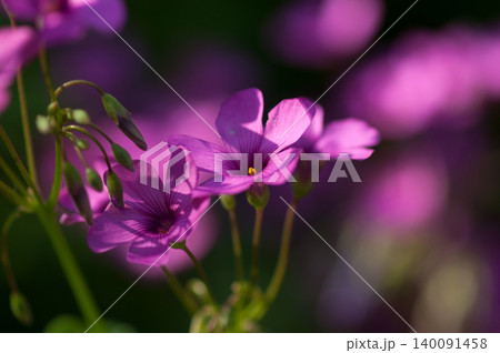 芋片喰(いもかたばみ)の花 芋片喰(いもかたばみ)の花 140091458