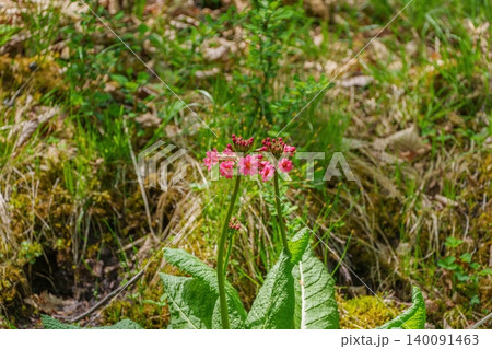 新緑の森に咲くピンクのクリンソウ（九輪草）の可憐な花 140091463