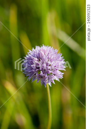 浅葱(あさつき)の花 浅葱(あさつき)の花 140091523