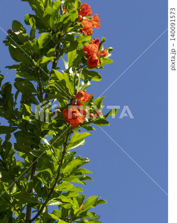 ザクロの木に咲いた花 ザクロの木に咲いた花 140091573