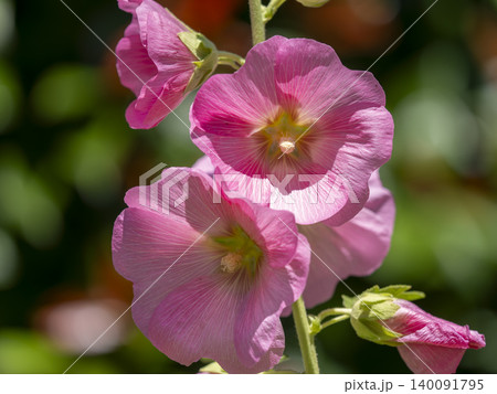 花壇に咲いた立葵の花 花壇に咲いた立葵の花 140091795