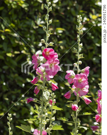 花壇に咲いた立葵の花 花壇に咲いた立葵の花 140091796