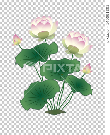 蓮花(無背景) 蓮花(無背景) 140091803