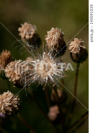 狐薊(きつねあざみ)の綿毛 狐薊(きつねあざみ)の綿毛 140091839