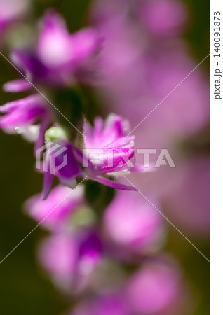 信濃川・やすらぎ堤の捩花(ねじばな) 信濃川・やすらぎ堤の捩花(ねじばな) 140091873