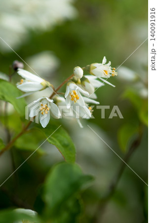 信濃川・やすらぎ堤の空木(うつぎ)／卯の花(うのはな) 140091916