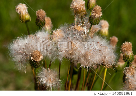 狐薊(きつねあざみ)の綿毛 狐薊(きつねあざみ)の綿毛 140091961