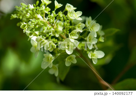 柏葉紫陽花 140092177