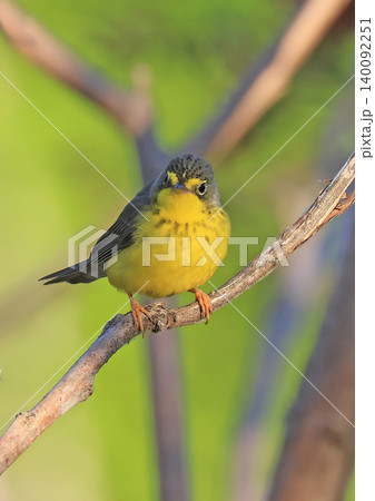 Canada Warbler perched on a branch in the forest 140092251