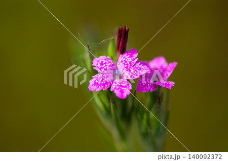 野原撫子(のはらなでしこ) 野原撫子(のはらなでしこ) 140092372