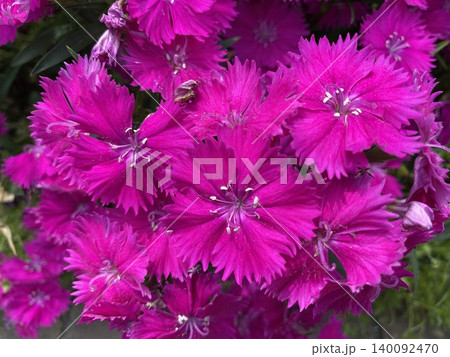 Flower お花 Flower お花 140092470
