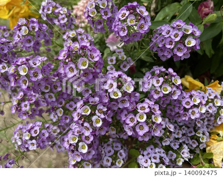 Flower お花 Flower お花 140092475