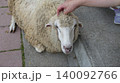 撫でられる羊 140092766