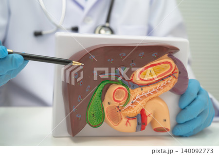 Liver with gallbladder, pancreas spleen and duodenum, Asian doctor holding human anatomy model for study diagnosis and treatment in hospital. Liver with gallbladder, pancreas spleen and duodenum, Asian doctor holding human anatomy model for study diagnosis and treatment in hospital. 140092773