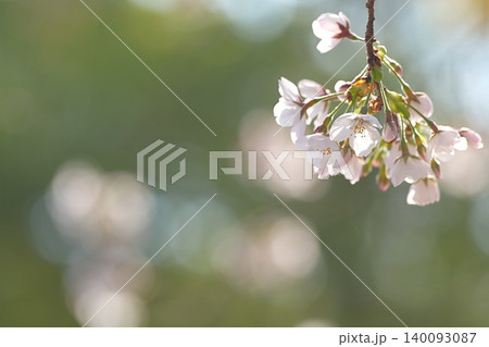 春の光に包まれる桜の花とコピースペース 春の光に包まれる桜の花とコピースペース 140093087