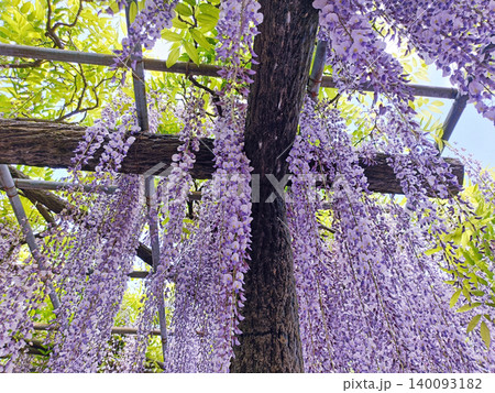 一面の藤の花 一面の藤の花 140093182