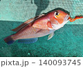 甘鯛 140093745