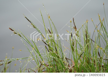 朝露に濡れる草 朝露に濡れる草 140093815
