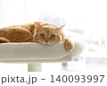 猫ちゃん親子の日常風景 140093997