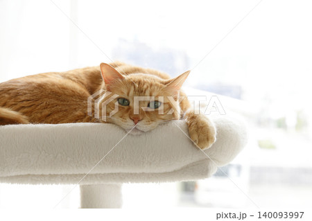猫ちゃん親子の日常風景 猫ちゃん親子の日常風景 140093997