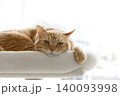 猫ちゃん親子の日常風景 140093998
