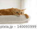 猫ちゃん親子の日常風景 140093999