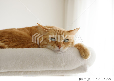 猫ちゃん親子の日常風景 猫ちゃん親子の日常風景 140093999