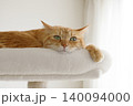 猫ちゃん親子の日常風景 140094000