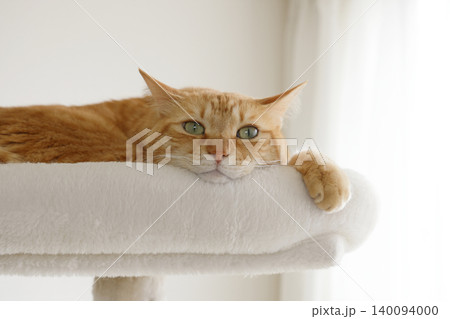 猫ちゃん親子の日常風景 猫ちゃん親子の日常風景 140094000