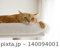 猫ちゃん親子の日常風景 140094001