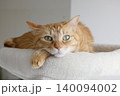 猫ちゃん親子の日常風景 140094002