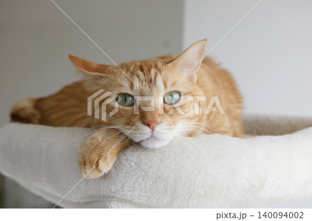 猫ちゃん親子の日常風景 猫ちゃん親子の日常風景 140094002