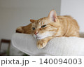 猫ちゃん親子の日常風景 140094003