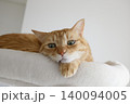 猫ちゃん親子の日常風景 140094005