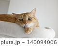 猫ちゃん親子の日常風景 140094006