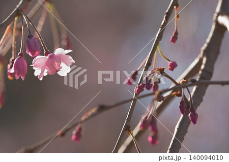 満開を待つ枝垂れ桜のつぼみ 140094010