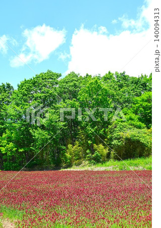 草原に咲くクリムソンクローバーの赤い花4 140094313