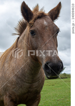 Young horse looking directly at camera, capturing a moment of animal connection with its kind eyes and curious expression outdoors in a green summer field 140094610