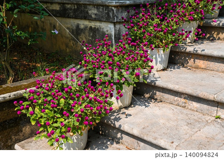 Rows of blooming purple globe amaranth flowers in white plastic pots growing on outdoor stone stairs 140094824