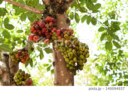 Ficus racemosa cluster fig tree trunk with ripe red and green fruits family Moraceae close up tropical organic plant in garden Da Nang City Vietnam Ficus racemosa cluster fig tree trunk with ripe red and green fruits family Moraceae close up tropical organic plant in garden Da Nang City Vietnam 140094837