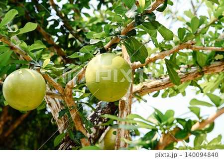 Crescentia alata calabash tree branch with large green round fruits family Bignoniaceae close up exotic tropical plant in garden Da Nang Vietnam Crescentia alata calabash tree branch with large green round fruits family Bignoniaceae close up exotic tropical plant in garden Da Nang Vietnam 140094840