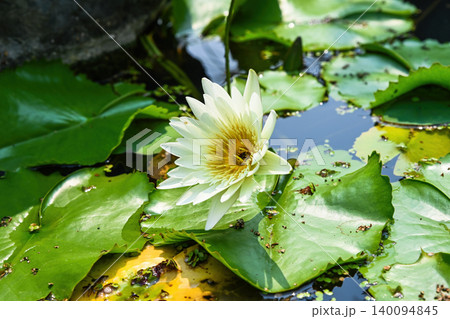 White water lily Nymphaea alba flower blooming in a pond with green leaves family Nymphaeaceae close up tropical aquatic plant in Da Nang Vietnam 140094845
