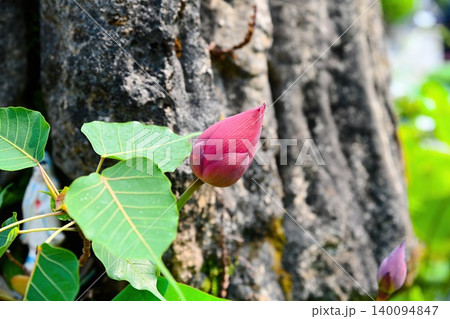 Nelumbo nucifera sacred pink lotus flower bud with Ficus religiosa green bodhi leaves close up on a grey stone background in Da Nang City Vietnam 140094847